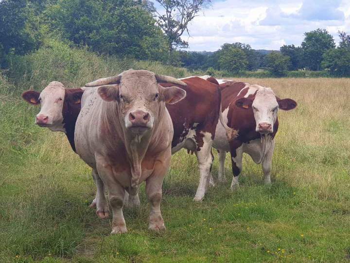 Vache laitière Venas