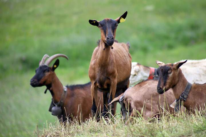 Nos chèvres Venas